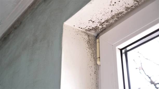 Best Toxic Mold Removal  in Boley, OK