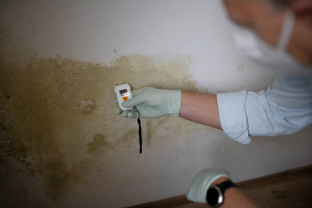 Professional Mold Removal in Boley, OK