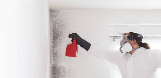 Best Best Mold Removal Companies  in Boley, OK