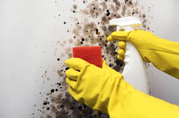 Best Mold Testing  in Boley, OK