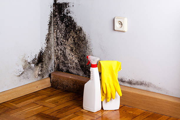 Best Mold Remediation  in Boley, OK
