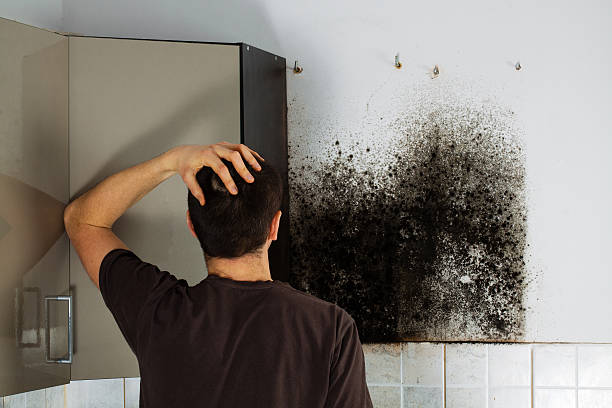 Best Home Mold Removal  in Boley, OK